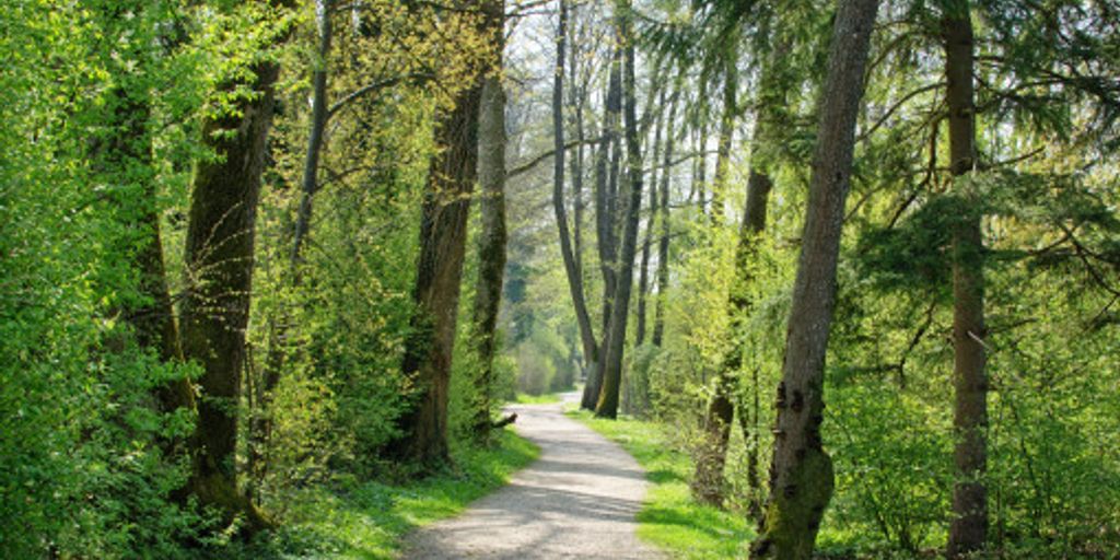 hiking trail in Germany with scenic views, Painter’s Way, nature, forest, mountains