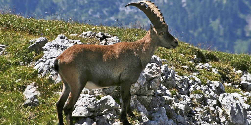 rock climber in Saxon Switzerland National Park, Germany